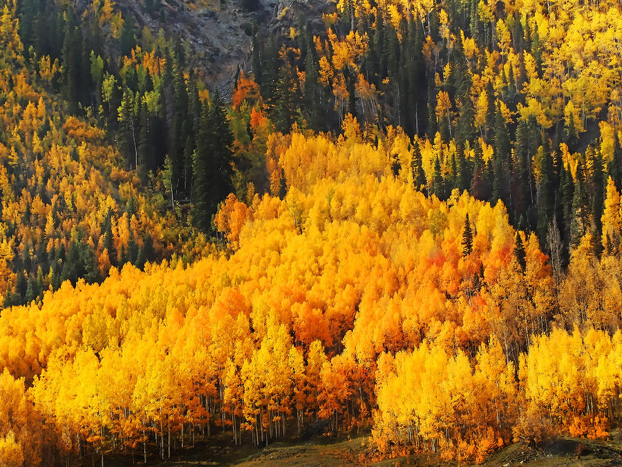 Valley Of Gold Photograph by Terril Heilman