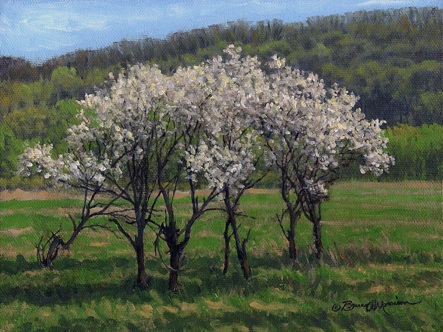 Valley Plum Thicket Painting by Bruce Morrison