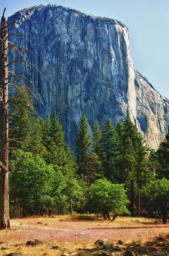 Valley view of El Capitan Photograph by Levin Rodriguez