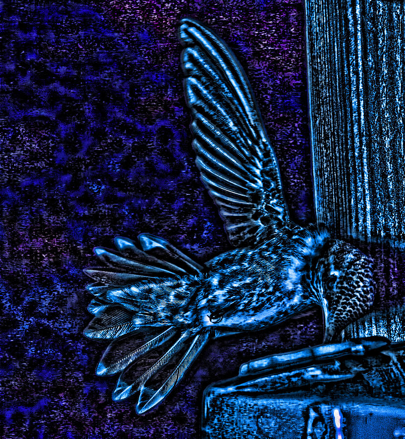Vampire Hummingbird sucks Blood at Night Photograph by Gregory Scott