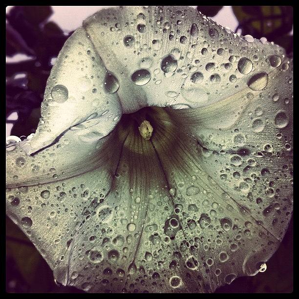 Nature Photograph - #vancity #closeup Of #flower #raindrops by Eric Prudhomme