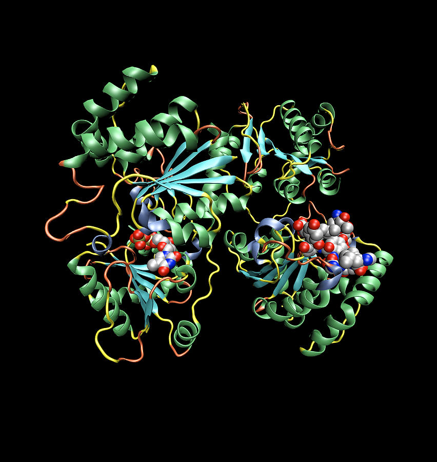 Vancomycin Antibiotic Action Photograph By Dr Tim Evans