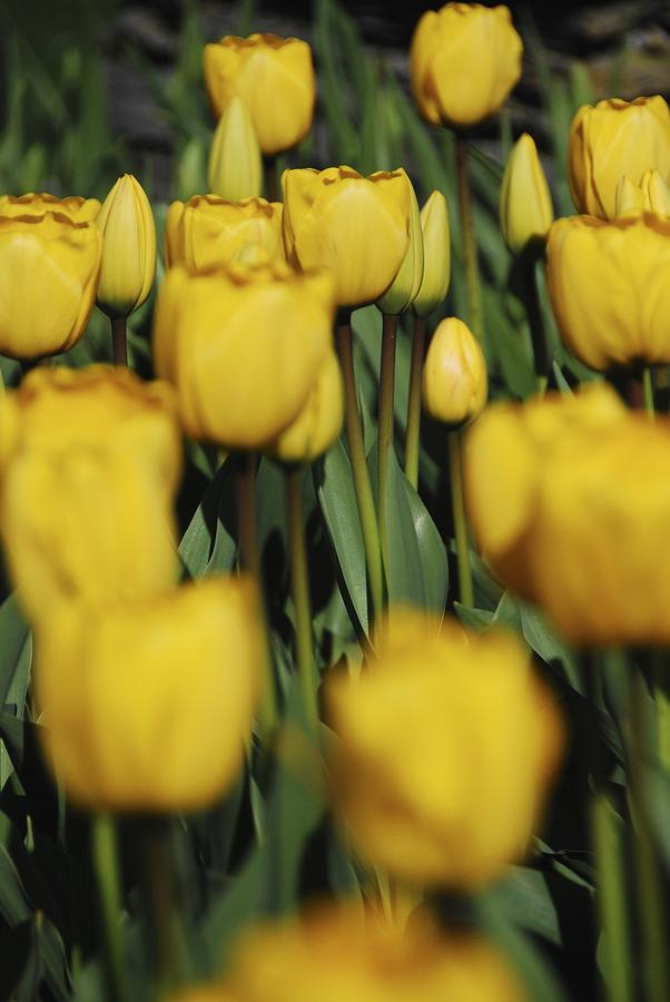 Tulip Photograph - Vanderbilt Tulips by Ryan Louis Maccione