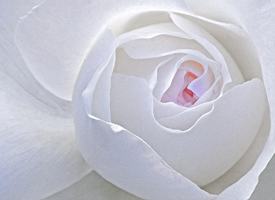 Rose Photograph - Vanilla Swirls by Susan Candelario