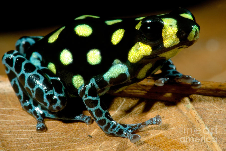 Vanzolinis Poison Frog Photograph by Dante Fenolio