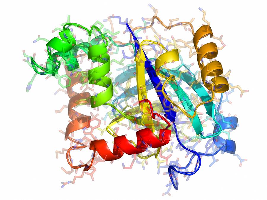 Molecular Photograph - Varicella-zoster Virus Protease Molecule by Laguna Design