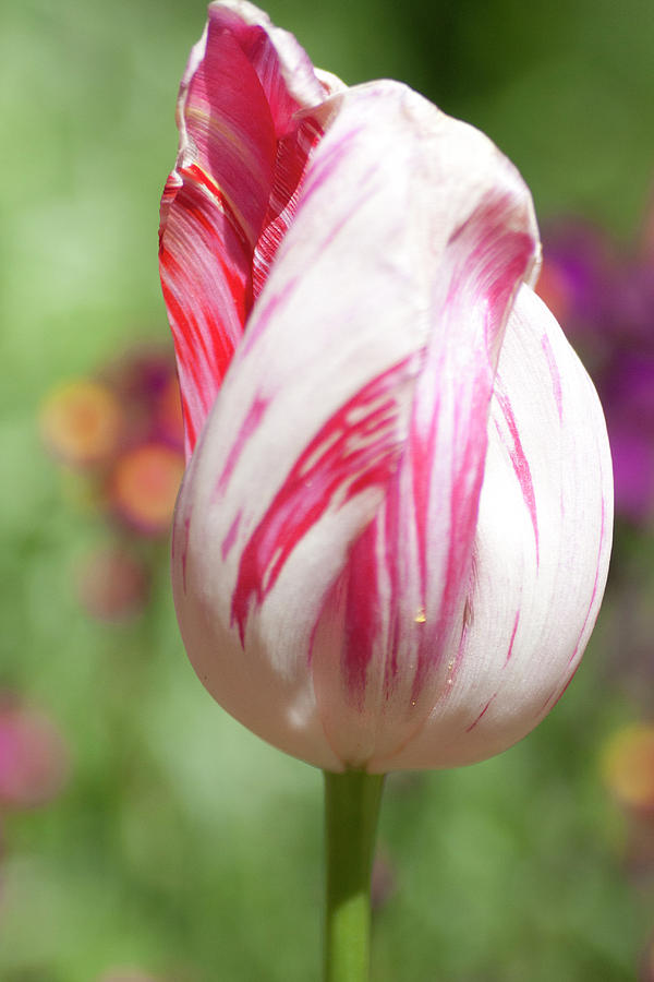 Variegate Tulip Photograph by Gilbert Artiaga
