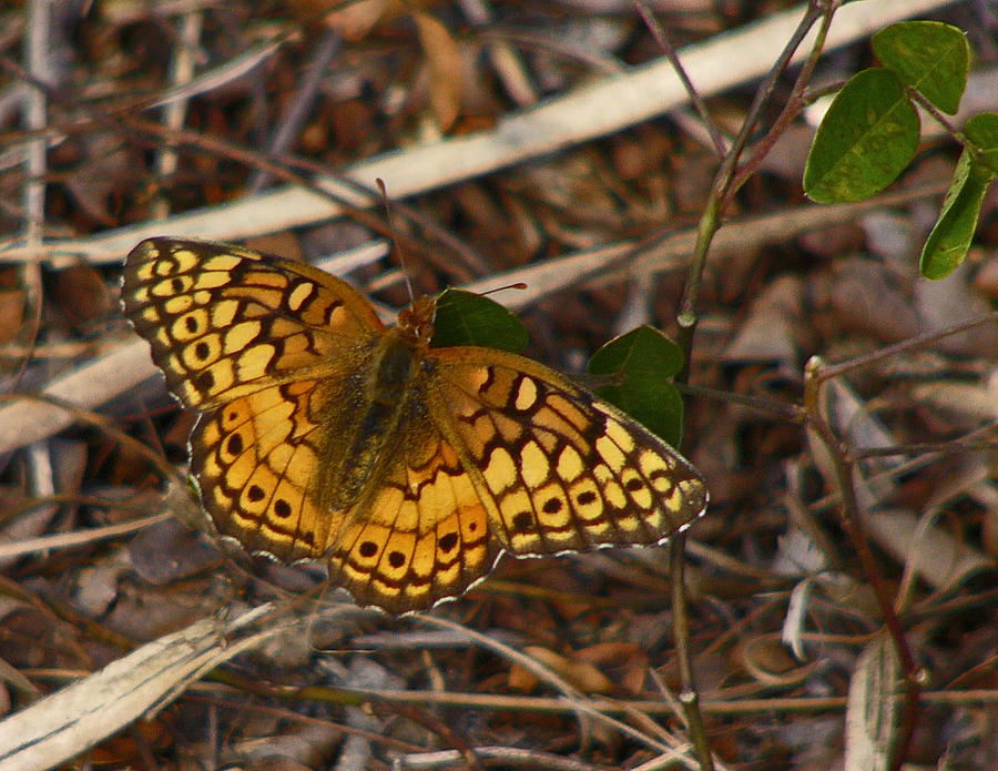 Variegated Fritillary Butterfly. Photograph by Chris  Kusik