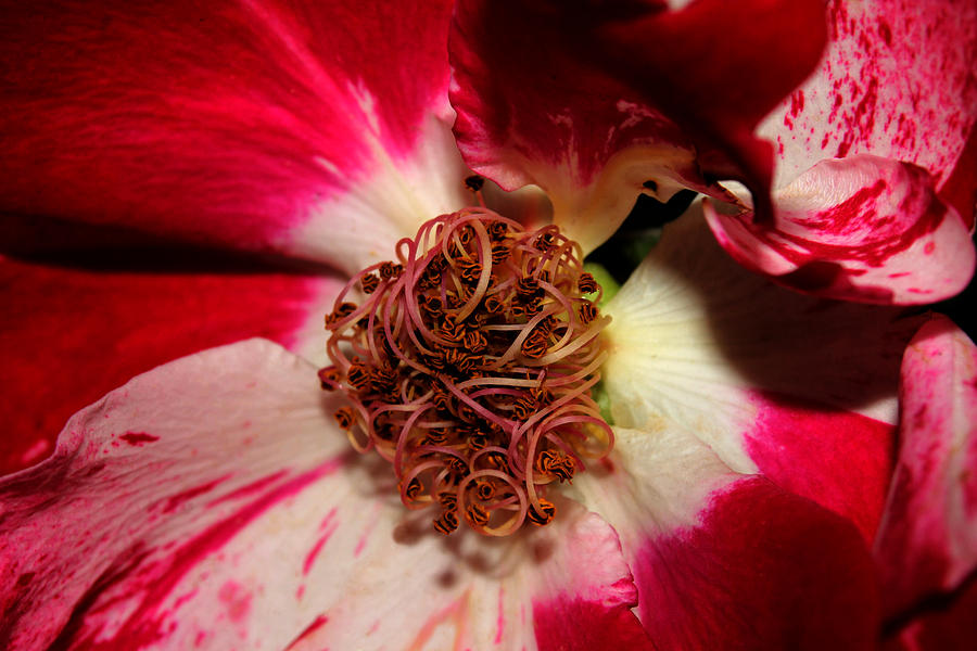 Variegated Rose Close up 2011 Photograph by Robert Morin