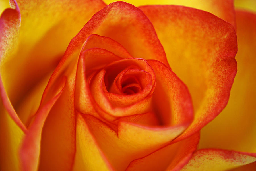Variegated Rose Photograph by Teresa Blanton