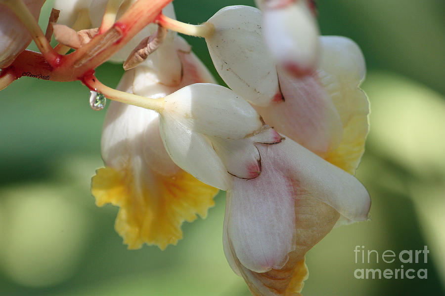 Variegated Shell Ginger Photograph by Terri Mills