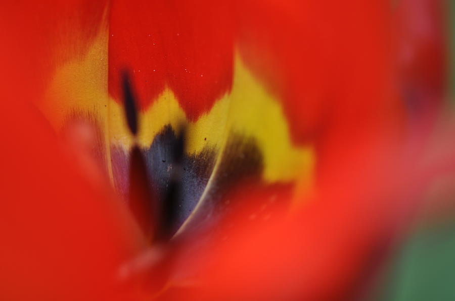 Variegated Tulip Photograph by Rob Hemphill