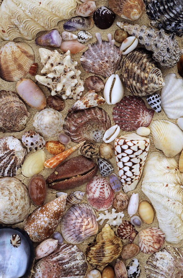 Various Conch, Cowry, Clam And Other Photograph by Rinie Van Meurs