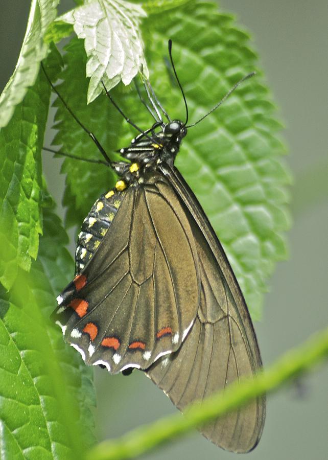 Butterfly Photograph - Varus Swallowtail 2941 by Michael Peychich