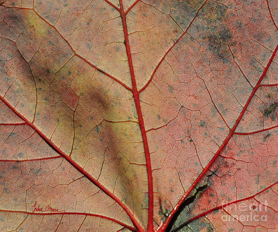 Fall Photograph - Vascular by Luke Moore