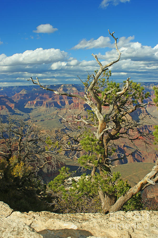Vast Grand Canyon Photograph by Randy Harris