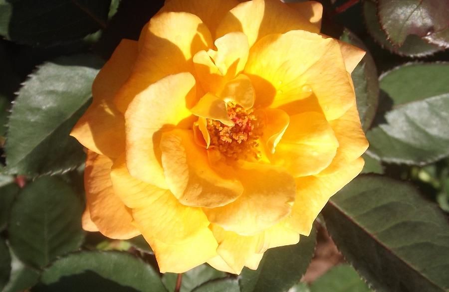 VaVoom Orange Rose Photograph by Kathy Budd - Fine Art America