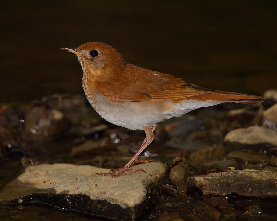Veery Photograph by Bruce J Robinson