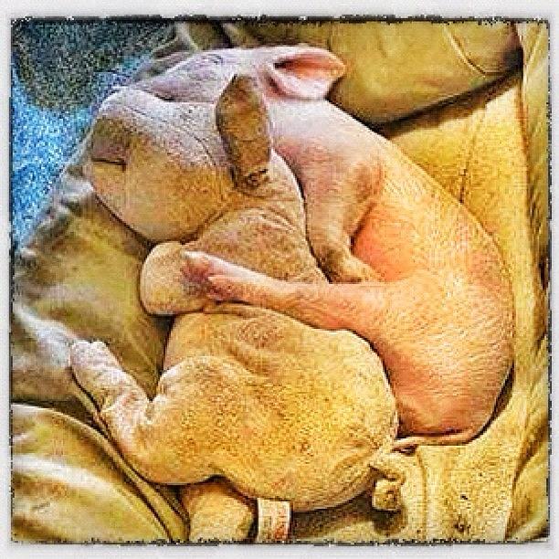 Thanksgiving Photograph - #veg  #vegan #pig #cute #compassion by Woof Glaser