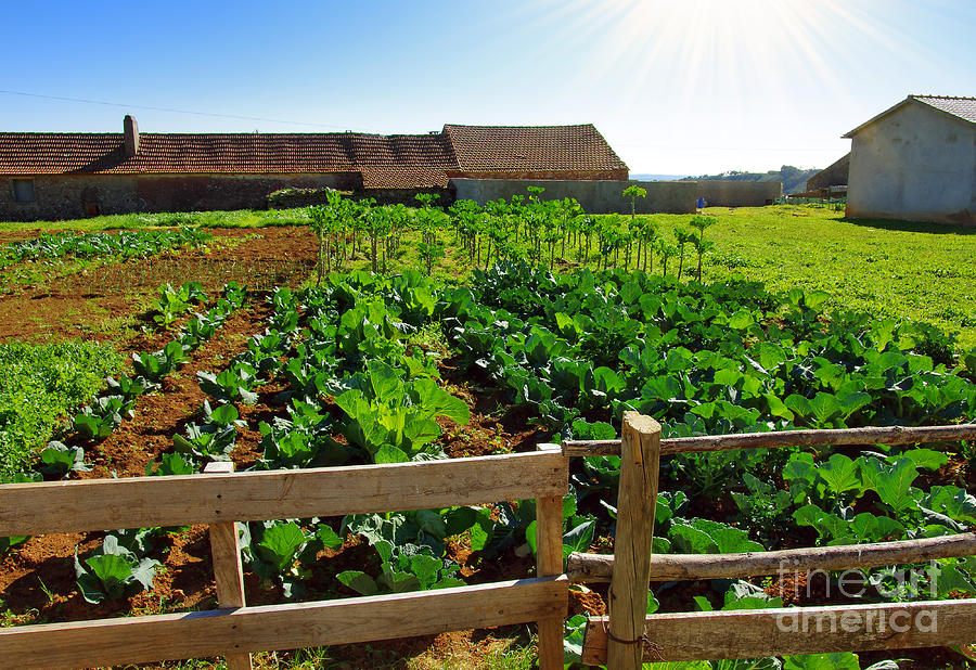 Vegetable farm Photograph by Carlos Caetano