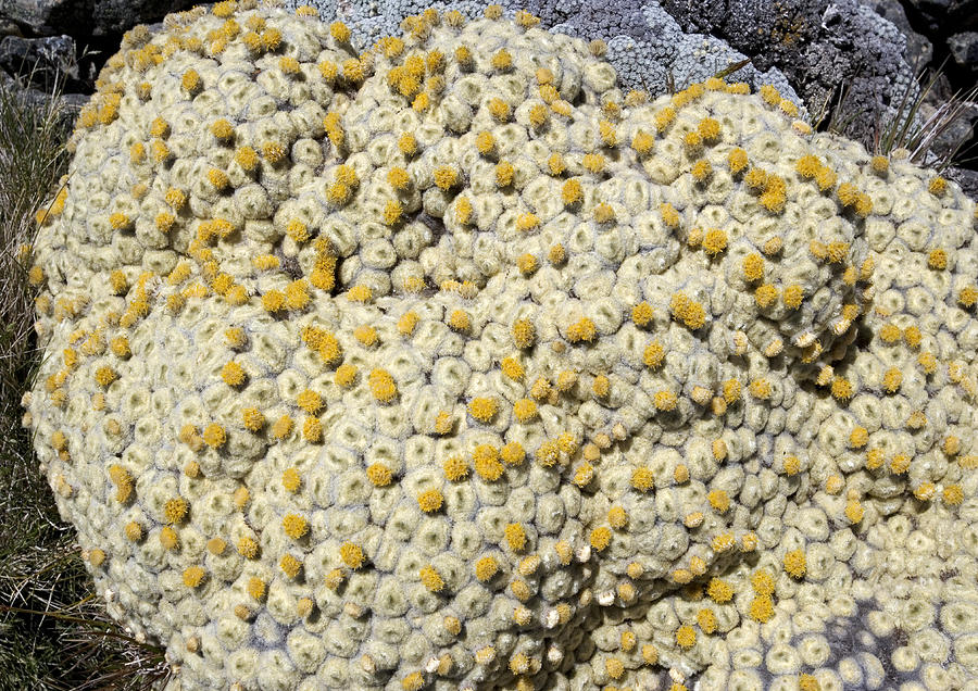 Vegetable Sheep Plant, Haastia Pulvinaris Photograph by Bob Gibbons ...