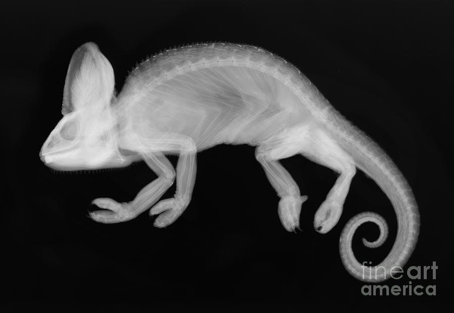 Veiled Chameleon X-ray Photograph by Ted Kinsman