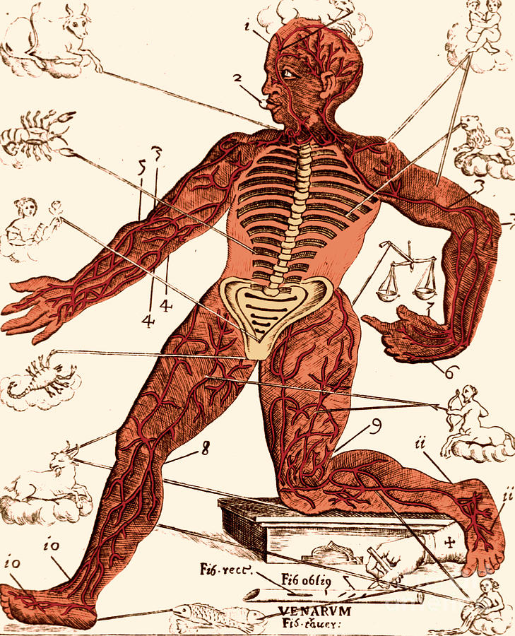 Vein Man Medical Astrology 17th Photograph by Science Source