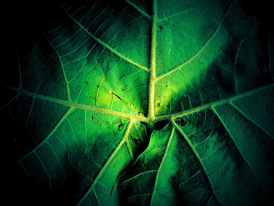 Fall Photograph - Veins of a Sycamore Leaf by Beth Akerman