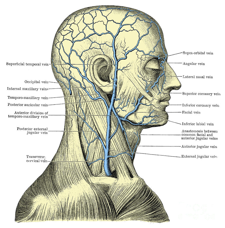 Veins Of The Head And Neck Photograph By Science Source