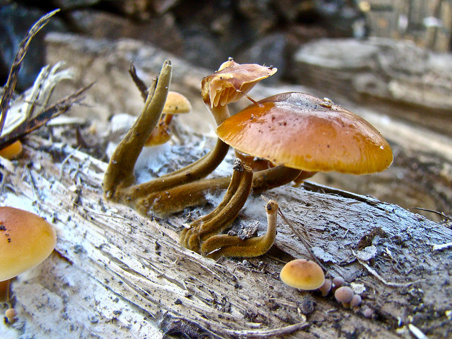 Velvet Foot Mushroom - Flammulina velutipes Photograph by Carol Senske