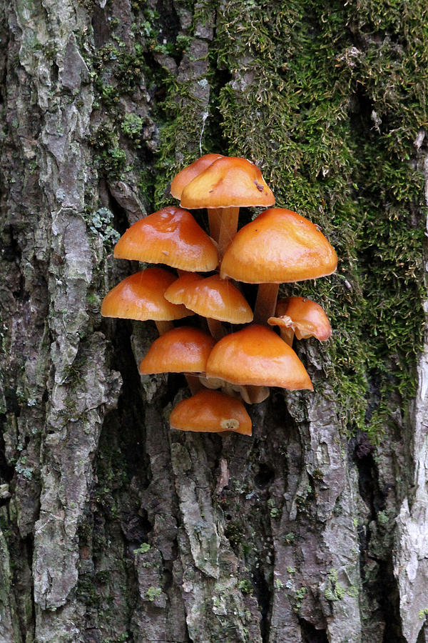 Velvet Foot mushrooms on tree Photograph by Doris Potter