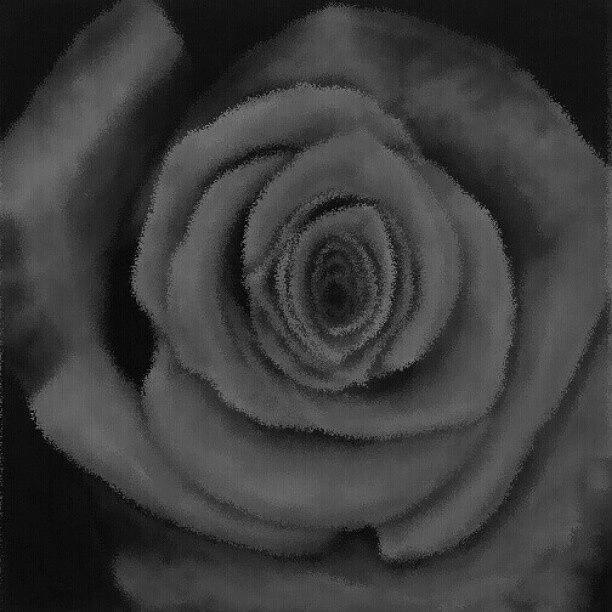 Iris Photograph - Velvet Rose without colour by Mandi Ward