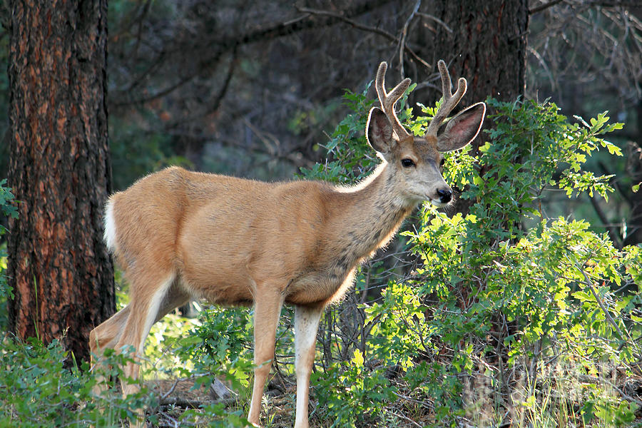 Deer Photograph - Velvet by Val Armstrong