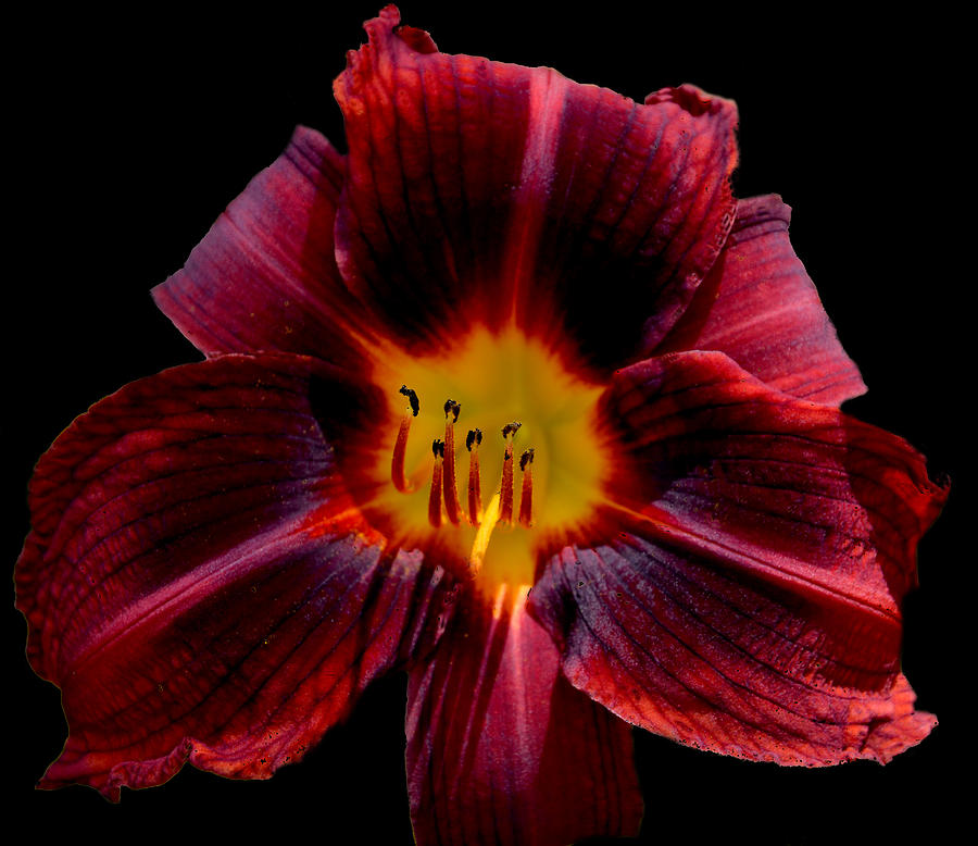 Velvety Lily Photograph By David Taylor