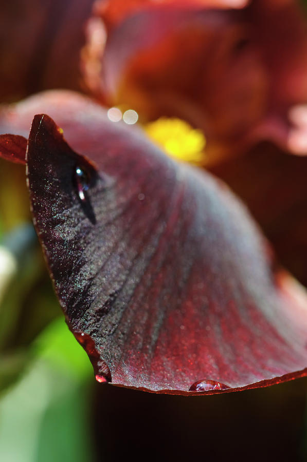 Flower Photograph - Velvety side of Iris by Christine Kapler
