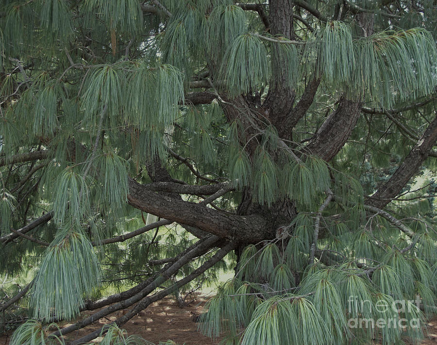 Nature Photograph - Himalayan Pine by Ann Horn