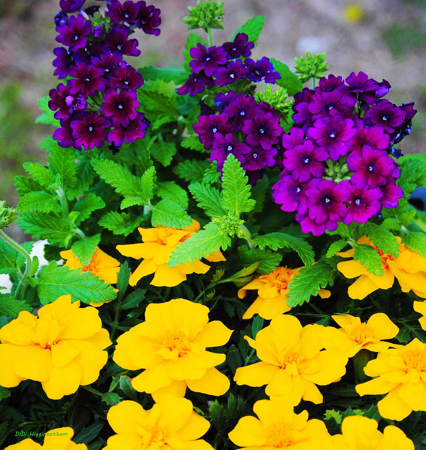 Image of Marigolds and Verbena