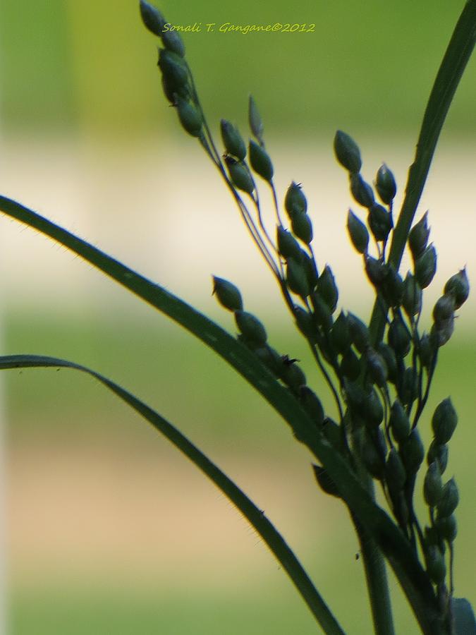 Green Grass Photograph - Verdant Grain by Sonali Gangane