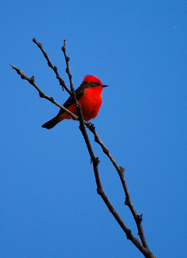 Vermillion Flycatcher Photograph by Wayne Johnson - Fine Art America