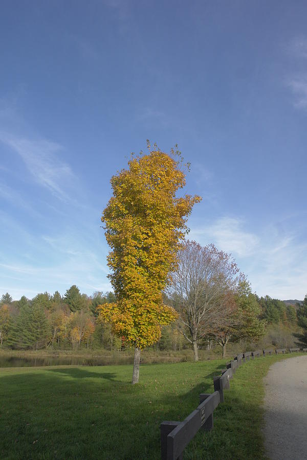 Fall Photograph - Vermont Lonesome Tree by Elijah Brook