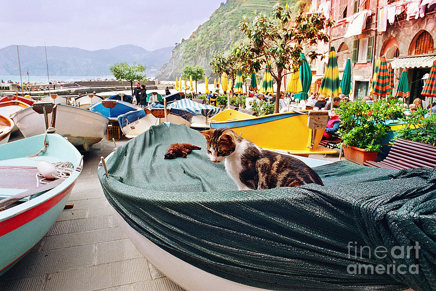 Cat Photograph - Vernazza Boat Kitty by Virginia Furness
