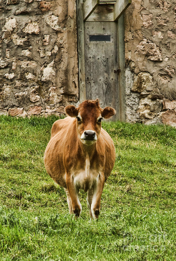 Vernon County Cow Photograph by Tommy Anderson