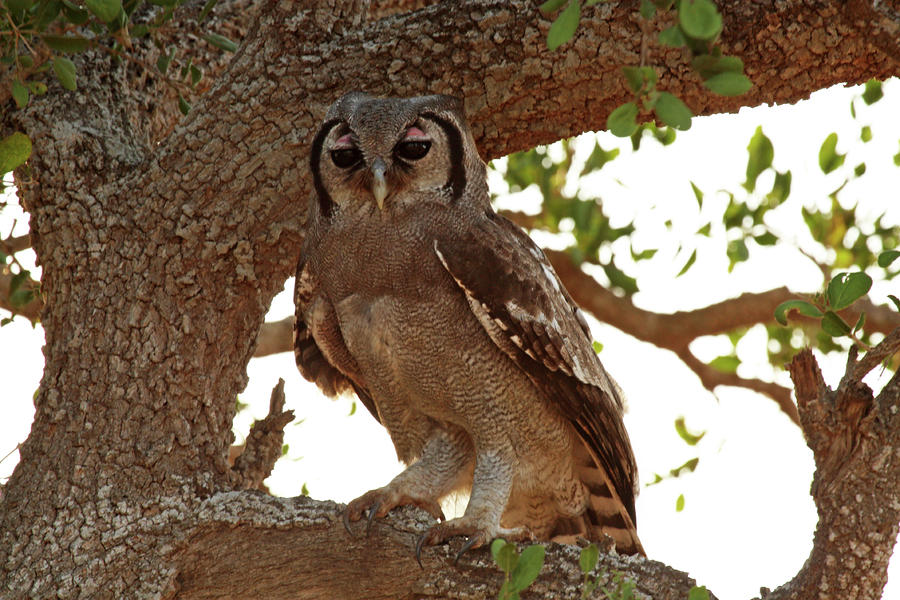 Verreaux Eagle Owl Photograph by Celine Pollard