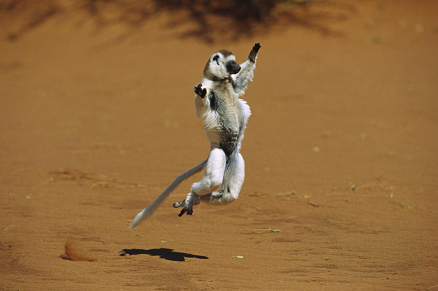 Verreauxs Sifaka Leaping Photograph by Cyril Ruoso