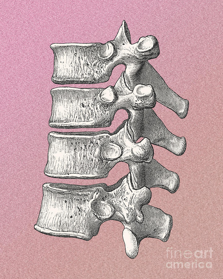 Vertebrae Photograph by Science Source