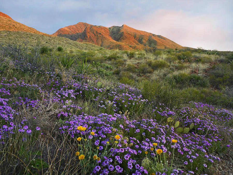 Vervain At Franklin Mountains State Photograph by Tim Fitzharris