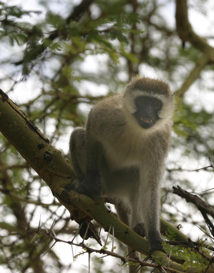 Vervet Monkey Photograph by Joseph G Holland