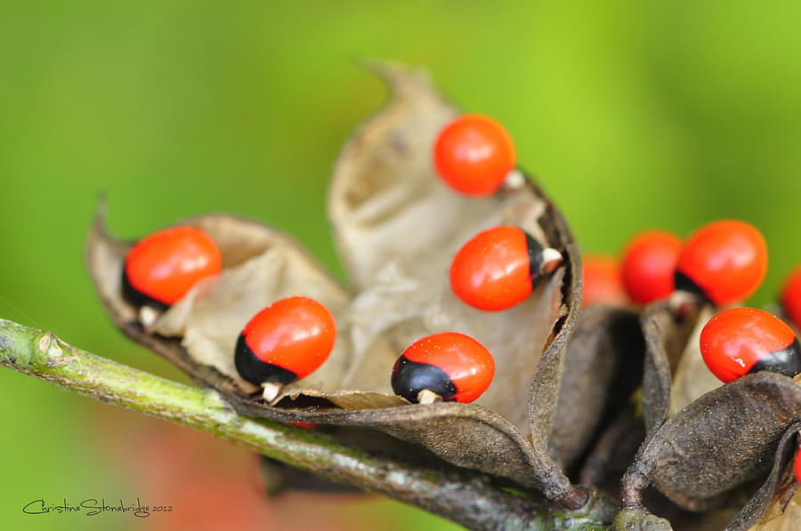 Seed Pod Photograph - Very Berry by CM Stonebridge