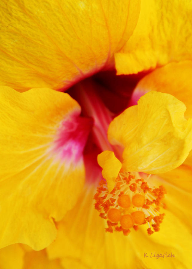 Very Yellow Hibiscus Photograph by Kerri Ligatich