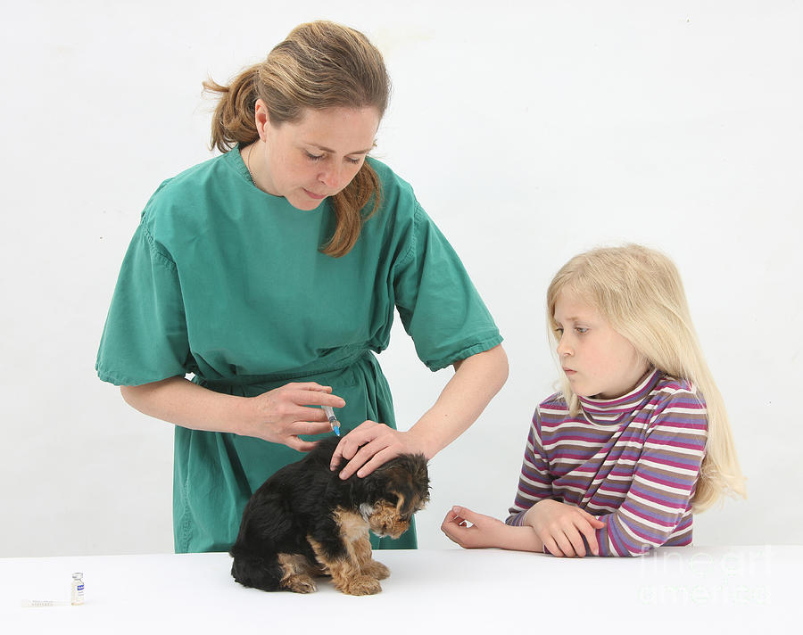 Vet Giving Pup Its Primary Vaccination Photograph by Mark Taylor